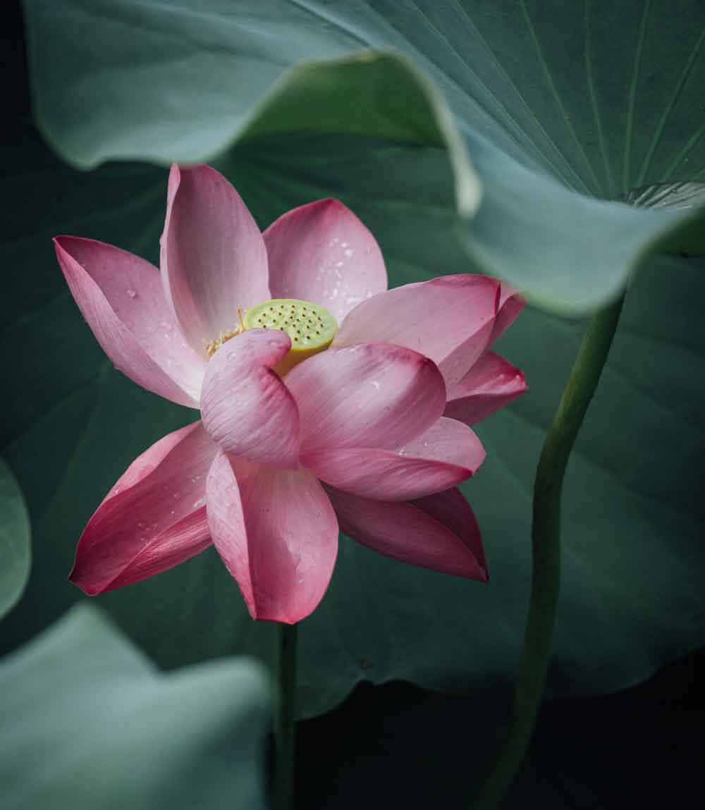 Lotosbild Einzelunterricht